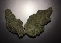 Grease Monkey Weed Wyong