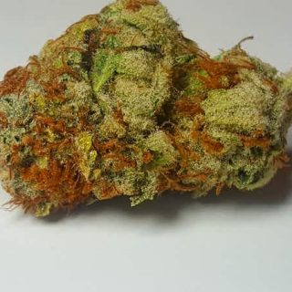 Pacific Blue Marijuana Tumut