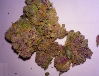 Purple Alien OG Weed Dalby
